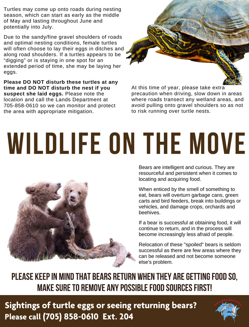 infopage bears turtles may24