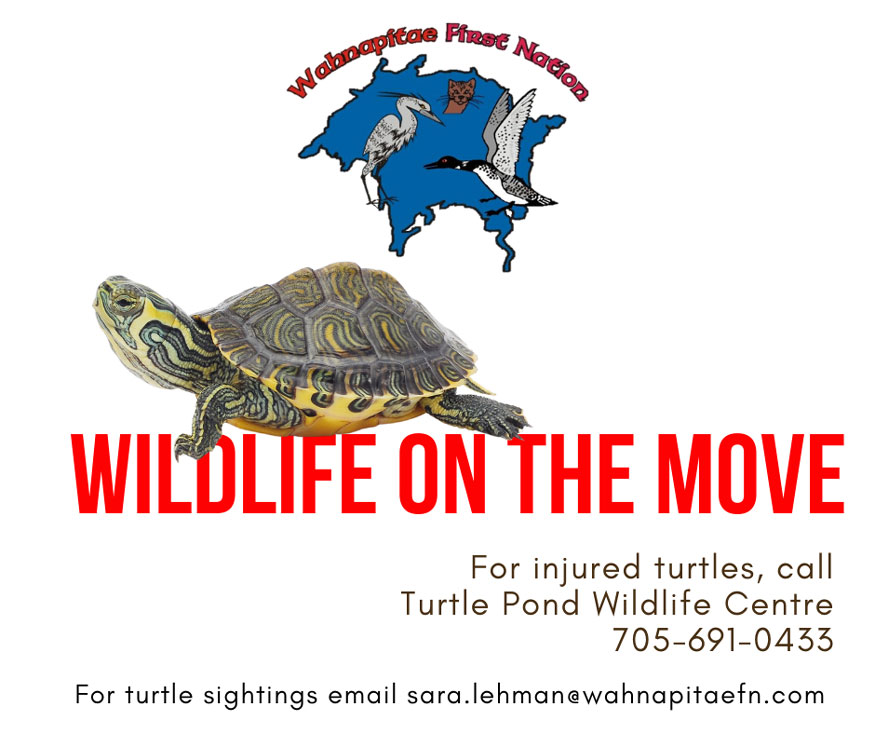 injured turtles bolo may24